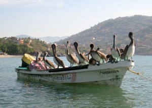Pelicans enrout to Playa Los Gatos