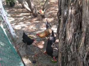 My flock of chickens
