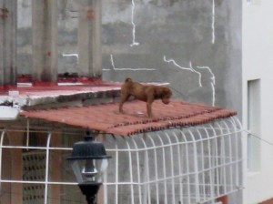 This roof dog is clear out on the tile awning