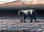 Black roof cat on the prowl