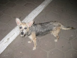 Scruffy, the street dog
