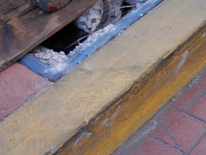 Kitten found shelter, but crying for food