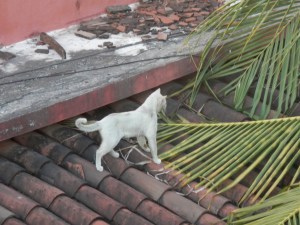 Cat out catting around