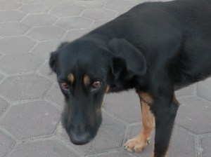 Sad eyed dog getting a steak bone