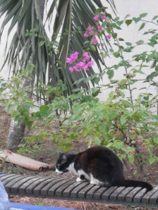 Street cat on a bench