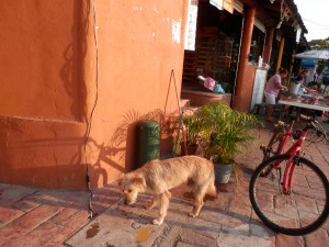  Street dog getting his treat