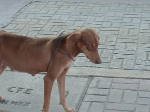 Street dog tied up with rope 