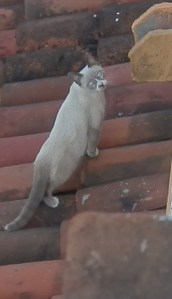 Part Siamese kitten with a beautiful face 