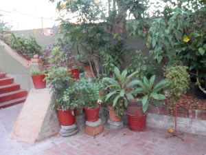 Display of plants and flowers