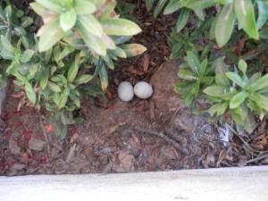 Pigeon eggs in our planter