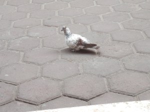 Jaavier's pet pigeon