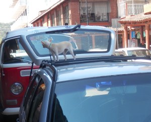 Different type of "roof" dog