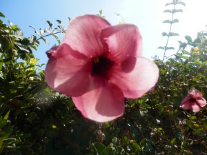Beautiful Flower in the village Bbarre de Potosi