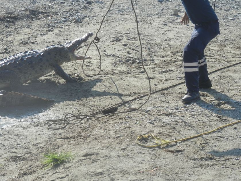 Crocodile Capture