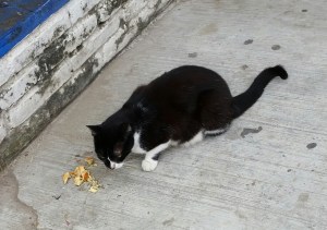 Street cat enjoying the Senors left-over chicken