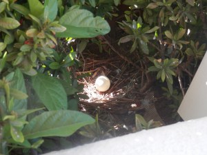 1 pidgin egg in nest