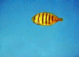 Some of the fish we swam with