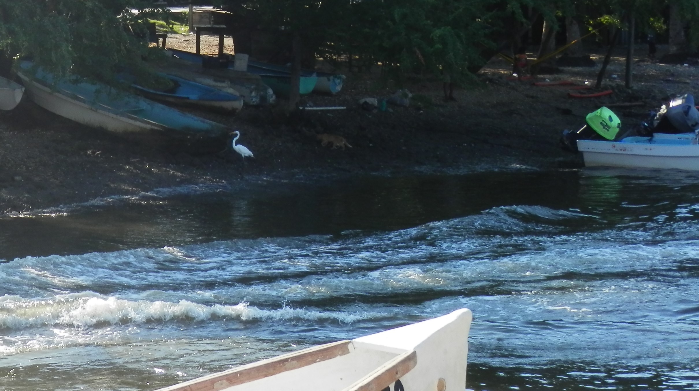 White crane seen from the "little pier"